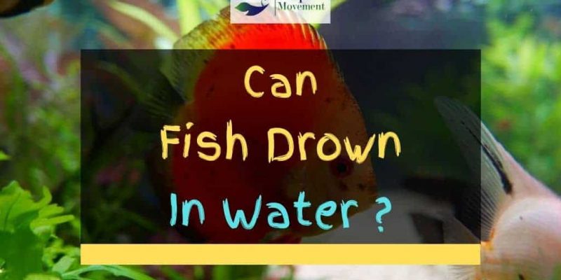 Can Fish Drown In Water? The Surprising Facts