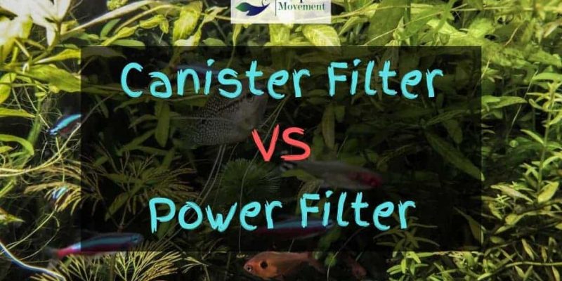 Canister Filter vs Power Filter (HOB Filter)