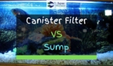 Canister Filter VS Sump – Which One To Choose?