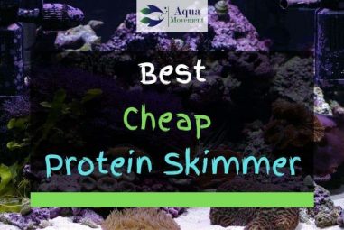 3 Best Cheap Protein Skimmer For Reef Tank