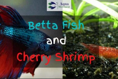 Cherry Shrimp and Betta – Friends or Foes?