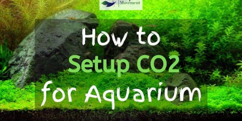 CO2 Aquarium Setup – Step by Step Guide