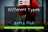 45 Different Types Of Betta Fish (With Pictures)