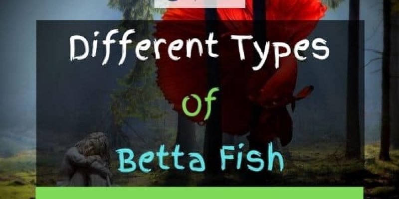 45 Different Types Of Betta Fish (With Pictures)