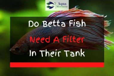 Do Betta Fish Need A Filter in Their Tank?