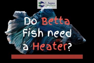 Do Betta Fish Need A Heater? Get The Answer Here!