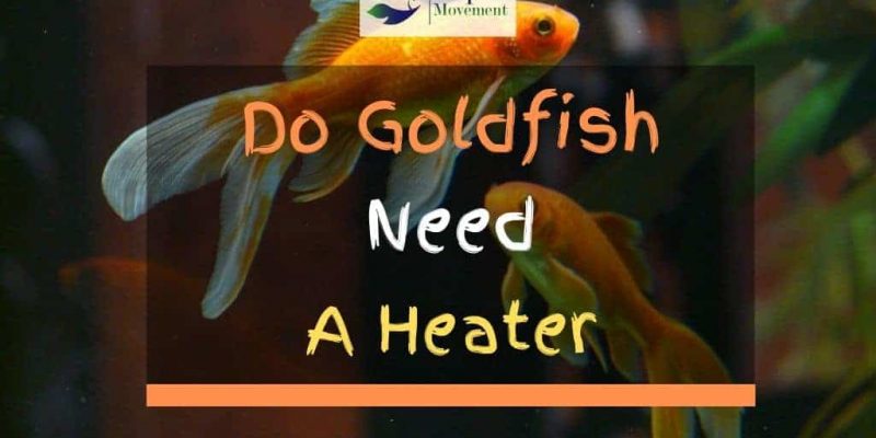 Do Goldfish need a Heater?