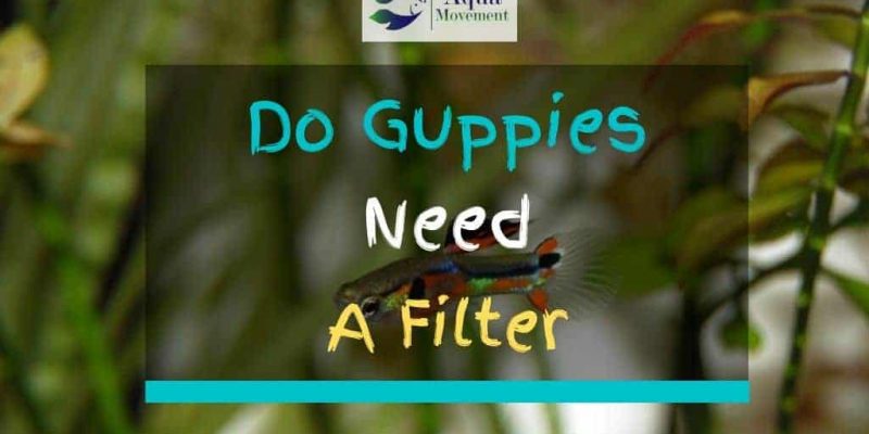 Do Guppies need a Filter? Find the Answer here!