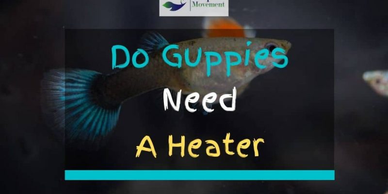 Do Guppies Need a Heater? 6 Guppy Temperature FAQs and Answers