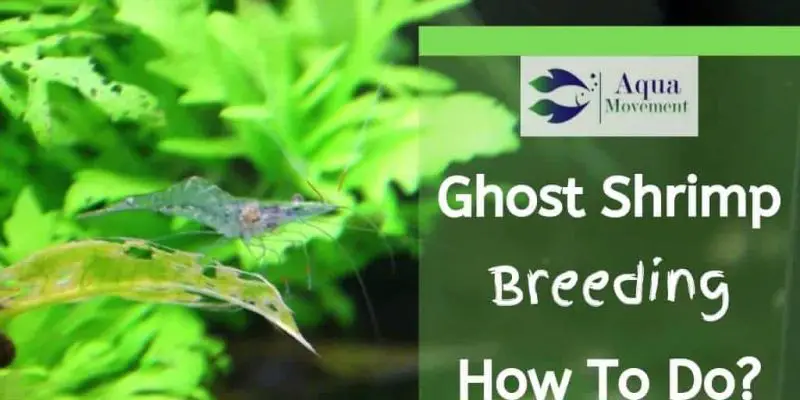Ghost Shrimp Breeding – How to do?