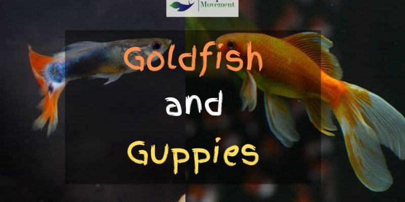 Can Goldfish and Guppies Live Together?