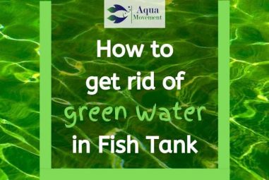 How to get rid of Green Water in Fish Tank