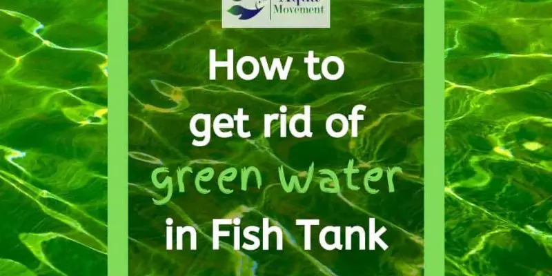 How to get rid of Green Water in Fish Tank