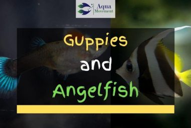 Can Guppies and Angelfish Live Together?