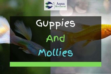Guppies And Mollies – Best Tankmates?
