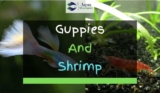 Can Guppies And Shrimp Live Together In A Tank?