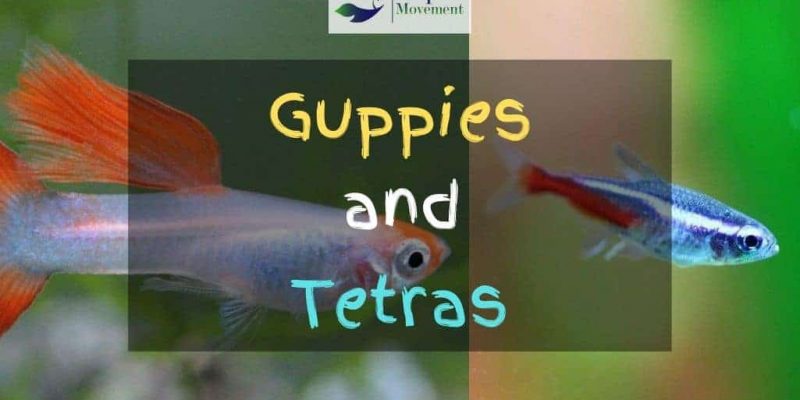 Guppies and Tetras – Best Tank Mates?
