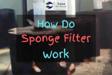 How Do Sponge Filter Work – Set Up Guide