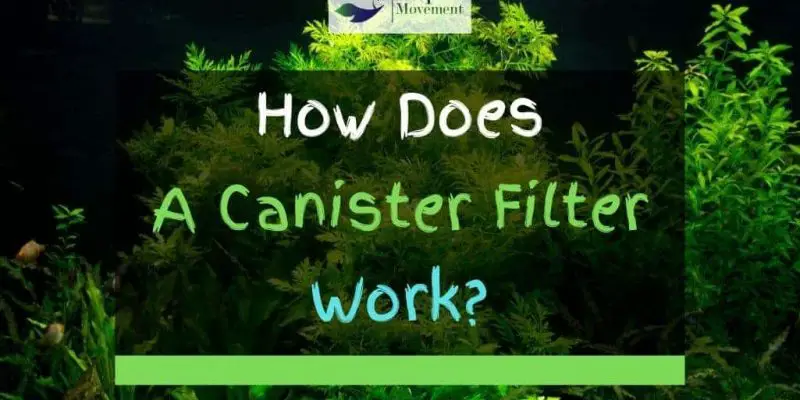 What Is A Canister Filter And How Does It Work?