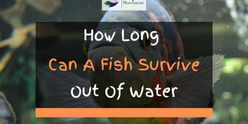 How Long Can A Fish Survive Out Of Water?