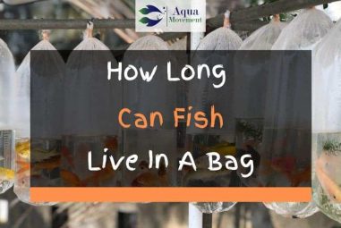 How Long Can Fish Live In A Bag?
