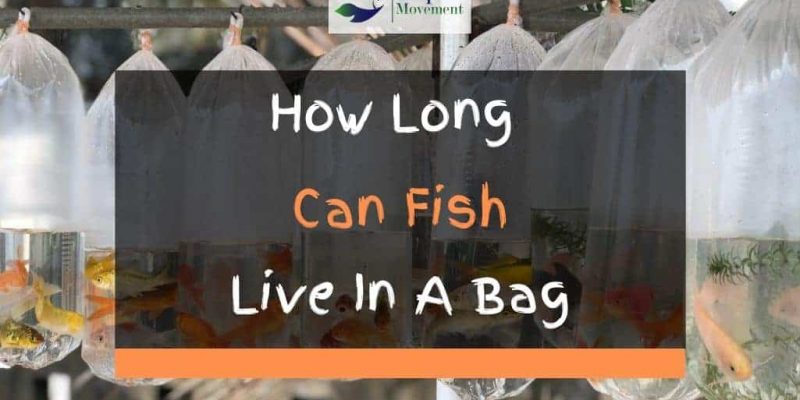 How Long Can Fish Live In A Bag?