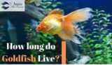 How Long Do Goldfish Live? Tips to Increase the Average Goldfish Lifespan