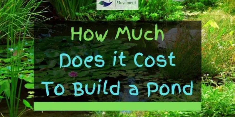 How Much Does it Cost to Build a Pond?