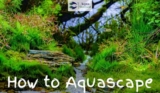 How To Aquascape: A Full Guide
