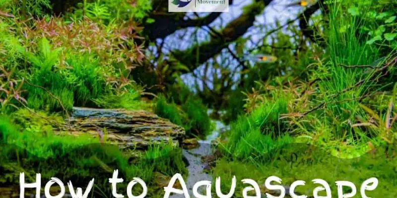 How To Aquascape: A Full Guide