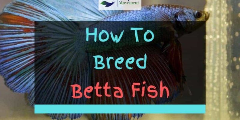 How to Breed Betta Fish – 7 Step Guide