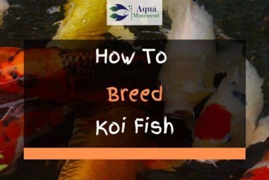 How to Breed Koi Fish – Step By Step Guide