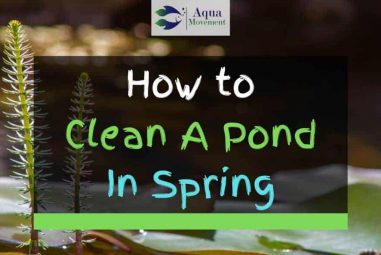 7 Steps To Clean A Pond In Spring