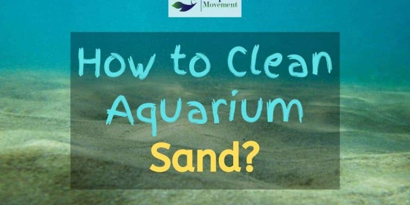 5 Steps On How To Clean Aquarium Sand