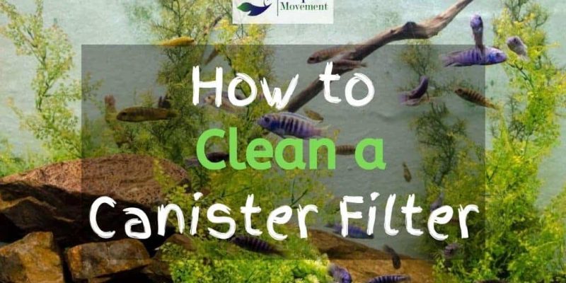 How to Clean Canister Filter? Step by Step Guide