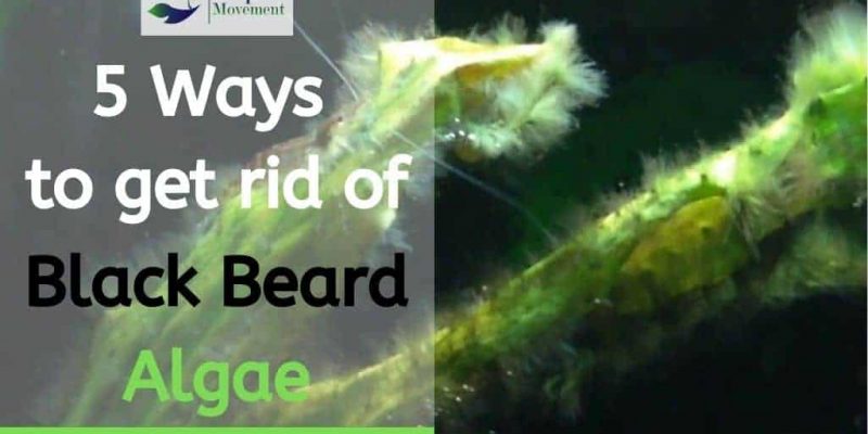 How to Get Rid of Black Beard Algae ( Black Brush Algae) in Aquarium