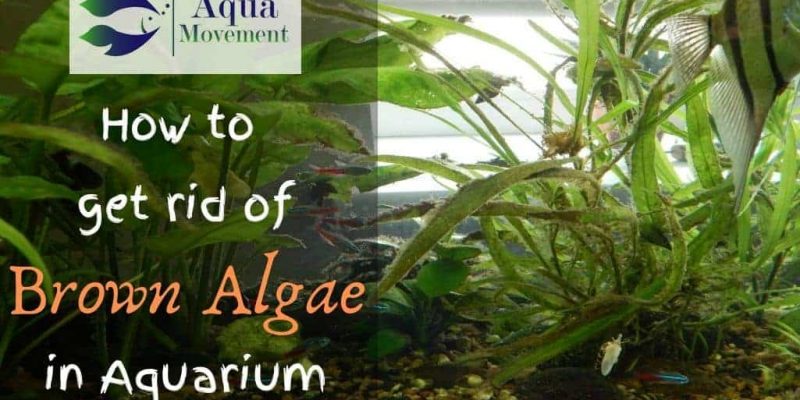 How to get rid of Brown Algae ( Diatoms ) in Aquarium