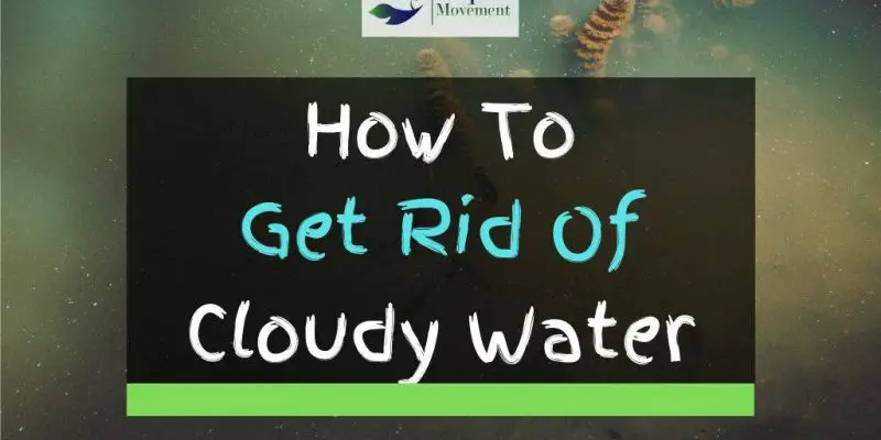How to Get Rid of Cloudy Fish Tank Water