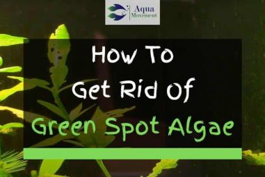 How to Get Rid Of Green Spot Algae in Aquarium