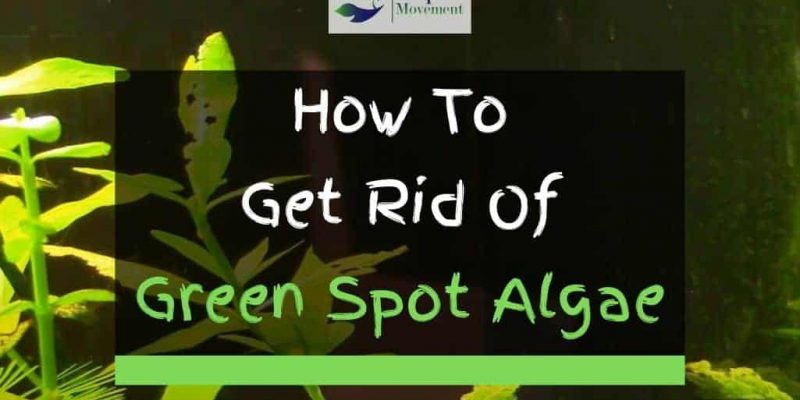 How to Get Rid Of Green Spot Algae in Aquarium