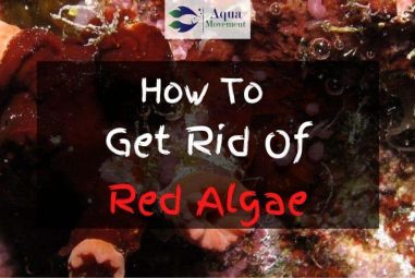How To Get Rid Of Red Algae (Cyanobacteria) In Saltwater Tank