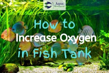 6 Easy Steps On How To Increase Oxygen in the Fish Tank