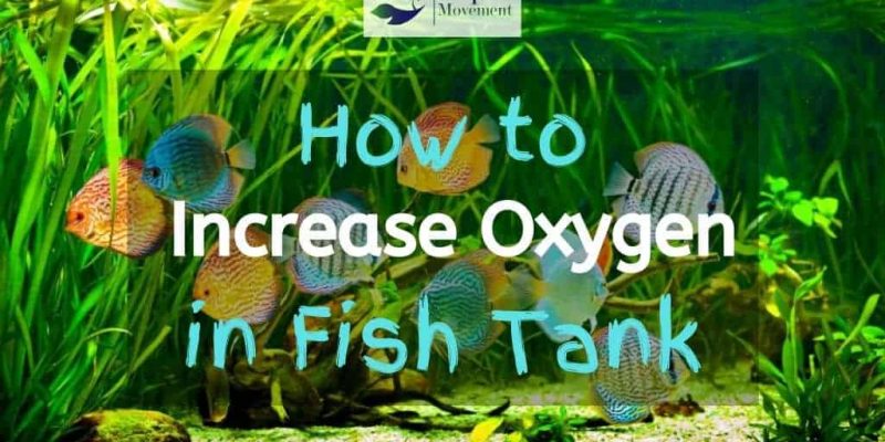 6 Easy Steps On How To Increase Oxygen in the Fish Tank