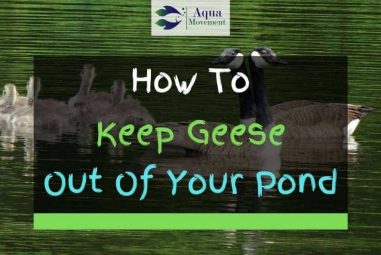 3 Ways To Keep Geese Out Of Your Pond