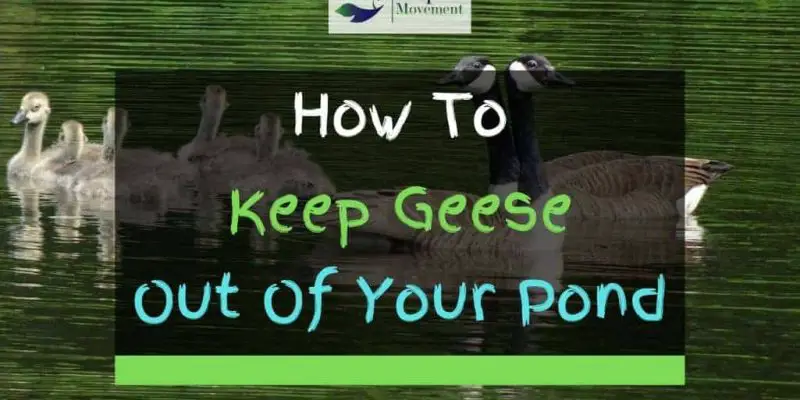 3 Ways To Keep Geese Out Of Your Pond