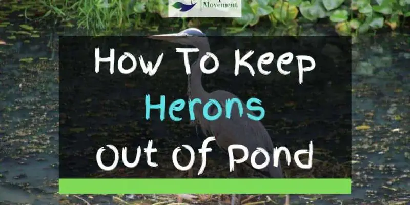 11 Ways To Keep Herons Out Of Your Pond