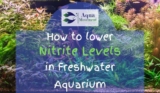 How to Lower Nitrite Levels in Freshwater Aquarium