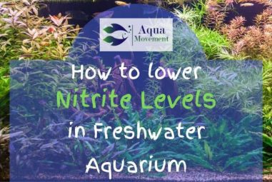 How to Lower Nitrite Levels in Freshwater Aquarium