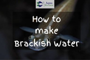 How to make Brackish Water for Aquarium