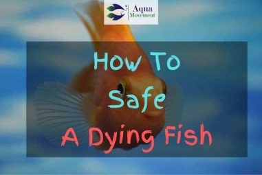 How To Save A Dying Fish In Aquarium
